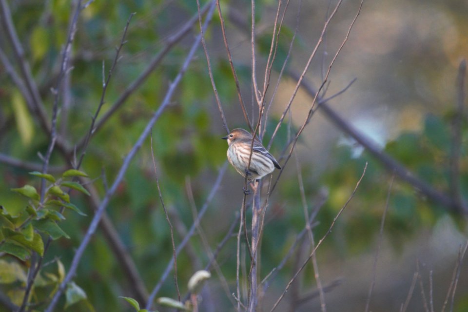 IMG 4859c Yellow-rumped Warbler Perry Farm Kankakee Co IL 10-18-2017