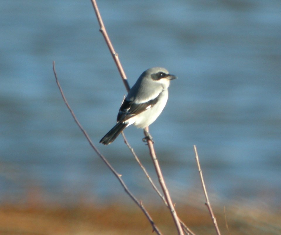 DSCN9366IMG 6351 Loggerhead Shrike Watson Lake Yavapai Co AZ 12-31-2015