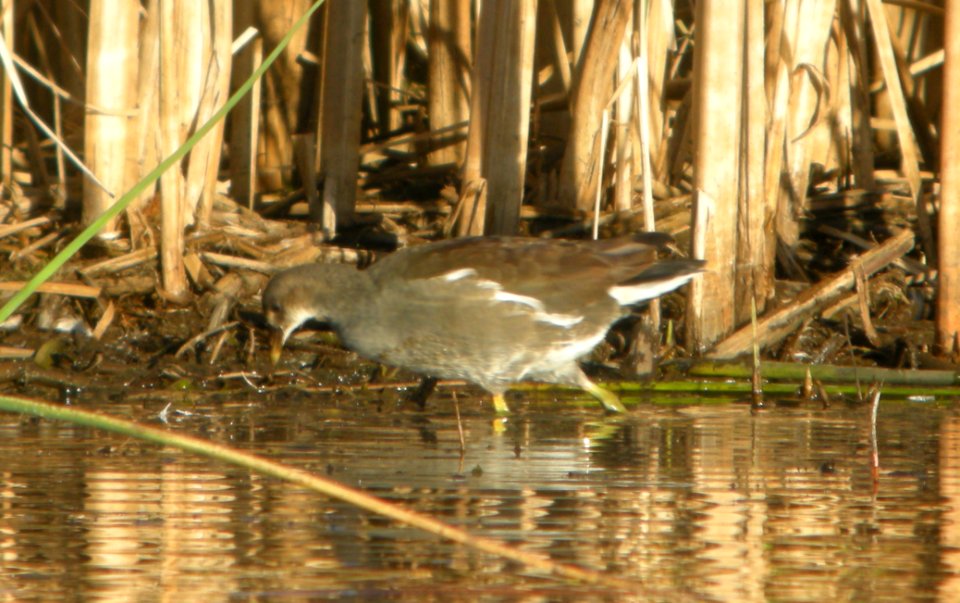 DSCN8473 c Common Gallinule TNC Kankakee Sands IL 10-11-2015