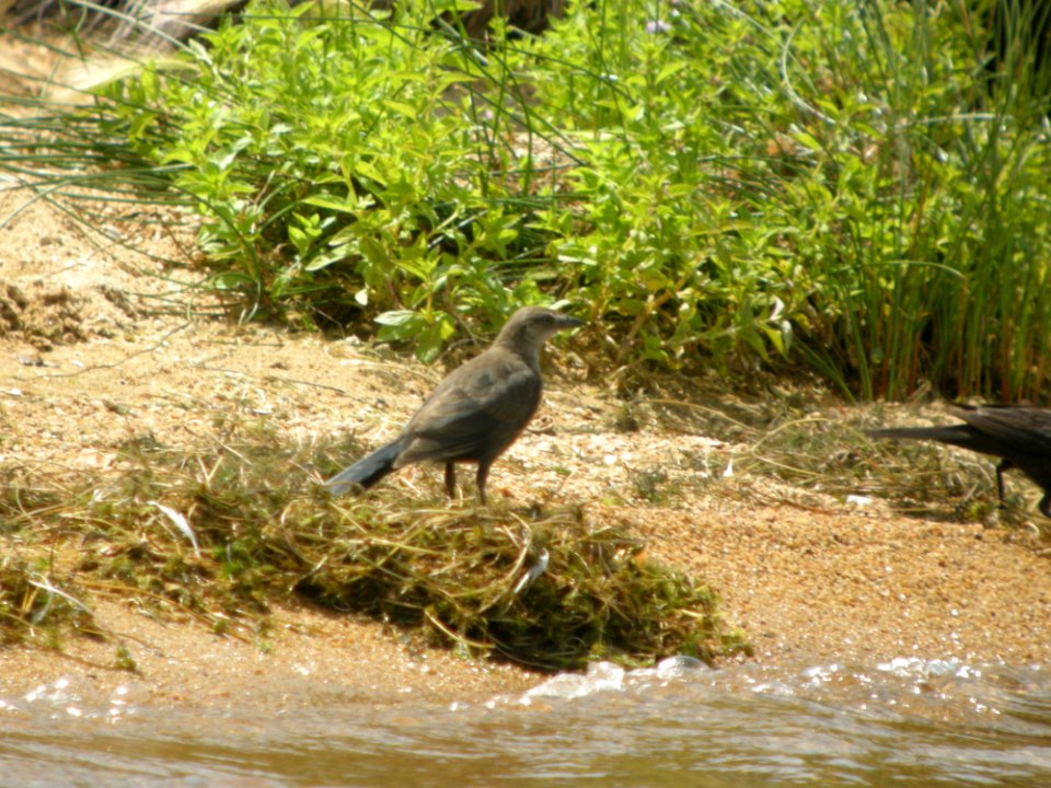 DSCN9657 Great-tailed Grackle SP Area Wildcat Campground CO 7-27-2013