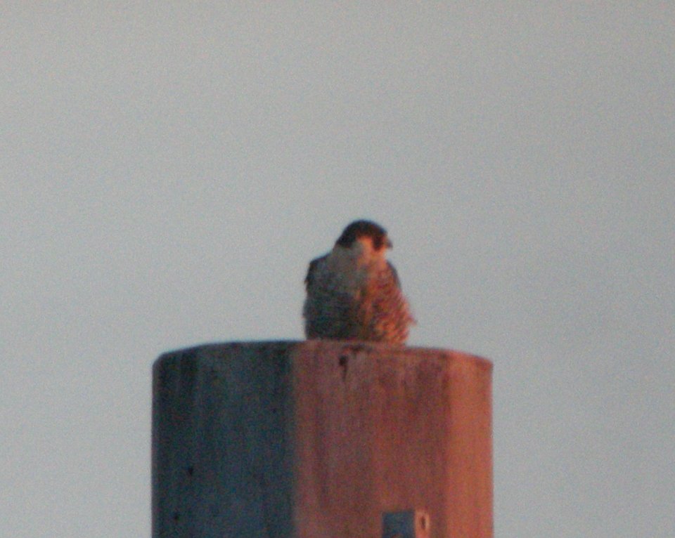 DSCN9204c Peregrine Falcon Dam Kankakee IL 12-11-2015