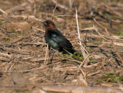 IMG 7087c Brown-headed Cowbird Iroquois Co SCA IL 3-18-2016