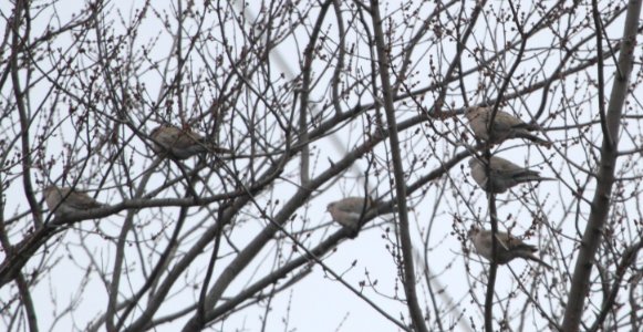 IMG 5924c Eurasian Collared-Dove Chebanse Grain Complex Kankakee Co IL 12-10-2015