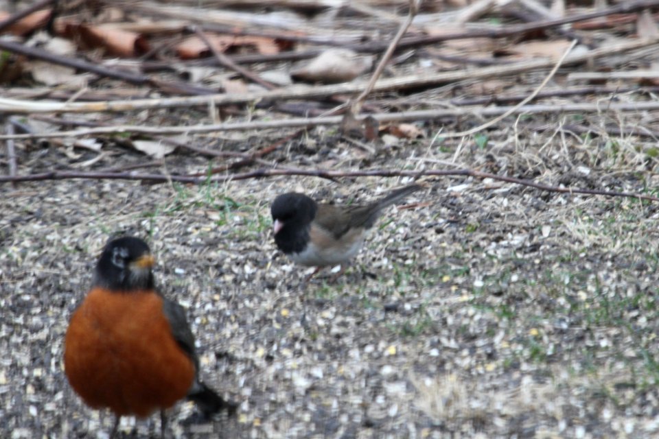 IMG 8546c Dark-eyed Junco (Oregon) Hse Kankakee IL 4-4-2018