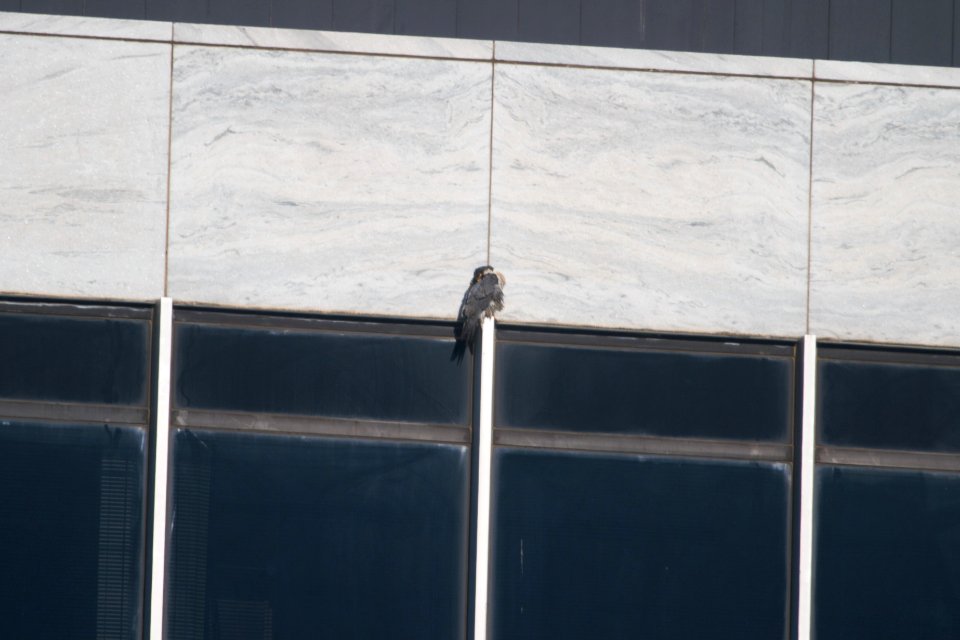 IMG 7090c Peregrine Falcon Kankakee IL 1-6-2018