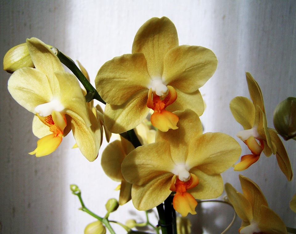 Orchid pale yellow flower room plant