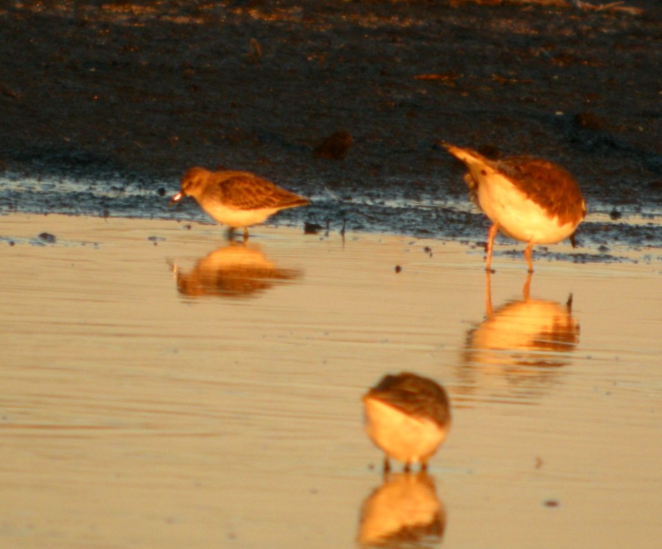 DSCN8925 c Least Sandpiper Iroquois Co IL 11-8-2015