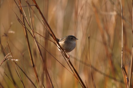 IMG 5334c Sedge Wren Perry Farm Kankakee Co IL 10-26-2017
