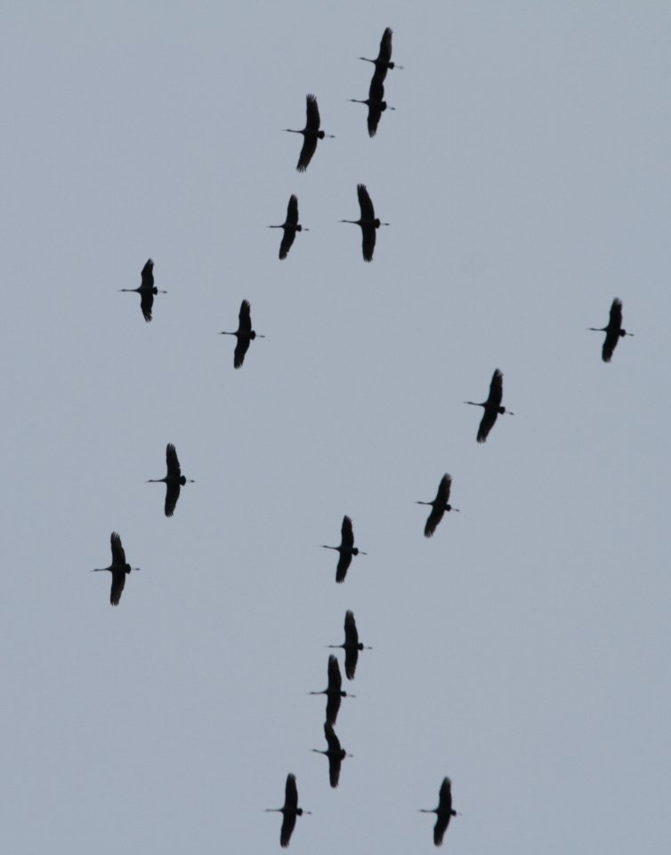 IMG 6071c Sandhill Crane Kankakee IL 12-17-2015
