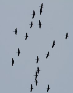 IMG 6071c Sandhill Crane Kankakee IL 12-17-2015 photo