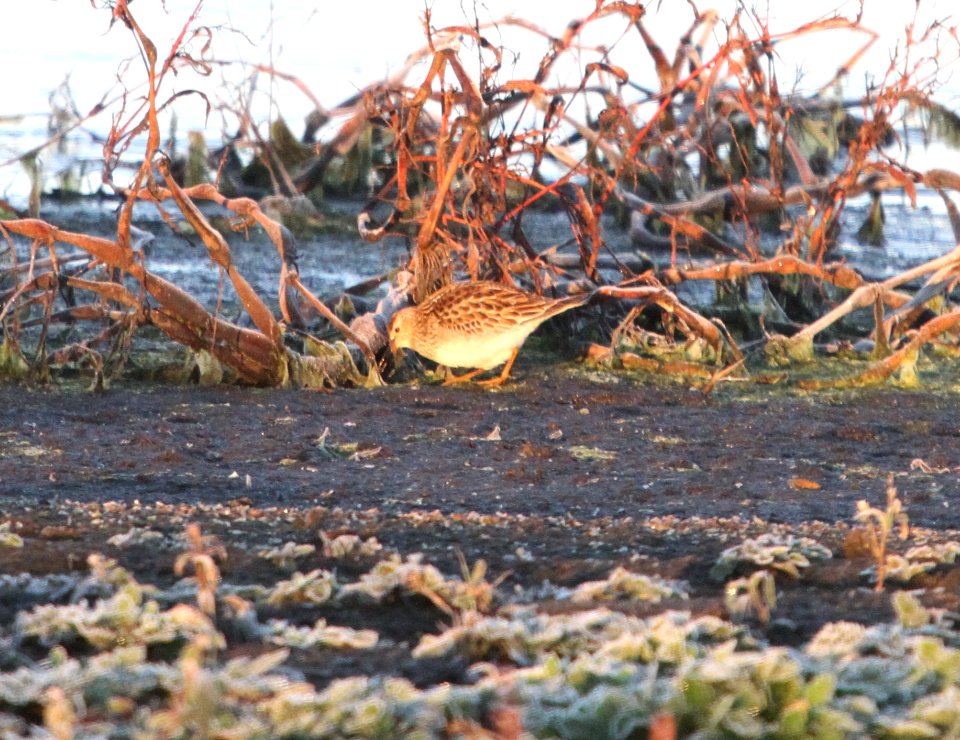 IMG 4944 c Pectoral Sandpiper Iroquois Co IL 11-8-2015