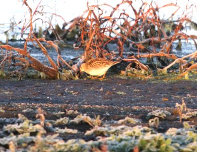 IMG 4944 c Pectoral Sandpiper Iroquois Co IL 11-8-2015