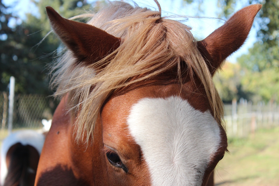 Foal blaze stallion