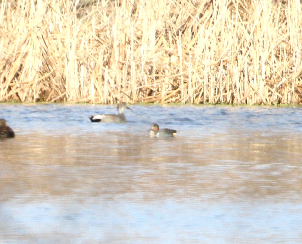 IMG 6155c Gadwall Green-winged Teal Whispering Willows Kankakee Co IL 12-18-2015
