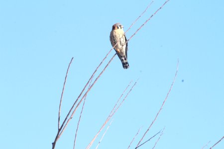IMG 6340 American Kestrel Watson Lake Yavapai Co AZ 12-31-2015