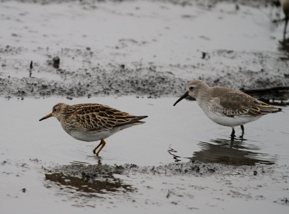 IMG 4770 c Pectoral Sandpiper and Dunlin Iroquois Co IL 10-31-2015