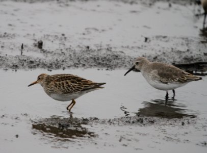 IMG 4770 c Pectoral Sandpiper and Dunlin Iroquois Co IL 10-31-2015