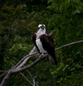 DSCN4799 c Osprey LeVasseur Park Kankakee IL 8-24-06