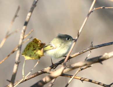 IMG 5192 c Ruby-crowned Kinglet Metro Sewer Kankakee IL 11-13-2015
