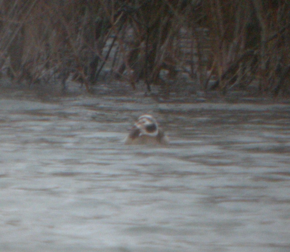 DSCN9228c Long-tailed Duck Braidwood IL 12-13-2015