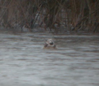 DSCN9228c Long-tailed Duck Braidwood IL 12-13-2015
