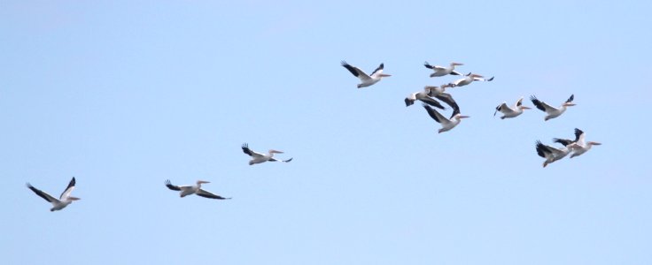 IMG 5380 c American White Pelican Braidwood IL 11-20-2015