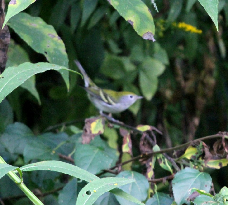 IMG 1805 c Chestnut-sided Warbler Hse Kankakee IL 9-5-2015