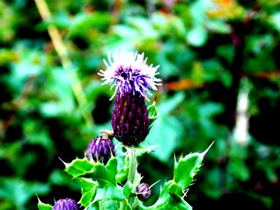 Thistle