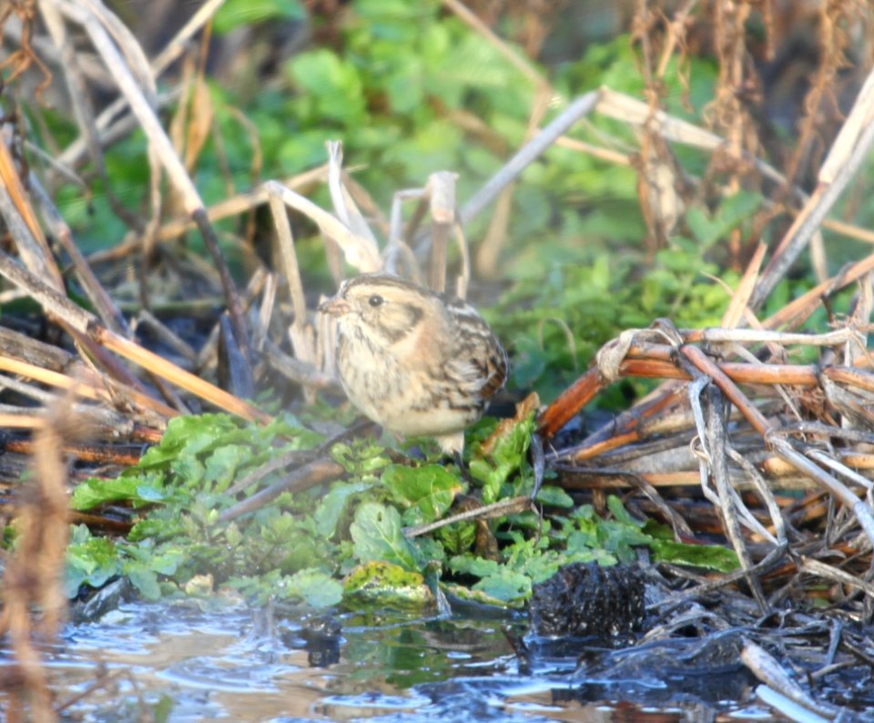 IMG 5136 c Lapland Longspur Iroquois Co IL 11-11-2015