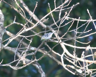 IMG 2021 c Black-and-White Warbler Heiland Forest Preserve Kankakee Co IL 9-10-2015