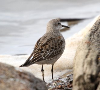 IMG 5638 c White-rumped Sandpiper LeVasseur Park- Perry Farm IL 11-23-2015