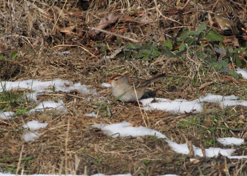 IMG 6454c White-crowned Sparrow Braidwood Lake IL 1-14-2016