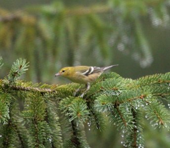 IMG 1971 c Bay-breasted Warbler Hse Kankakee IL 9-8-2015
