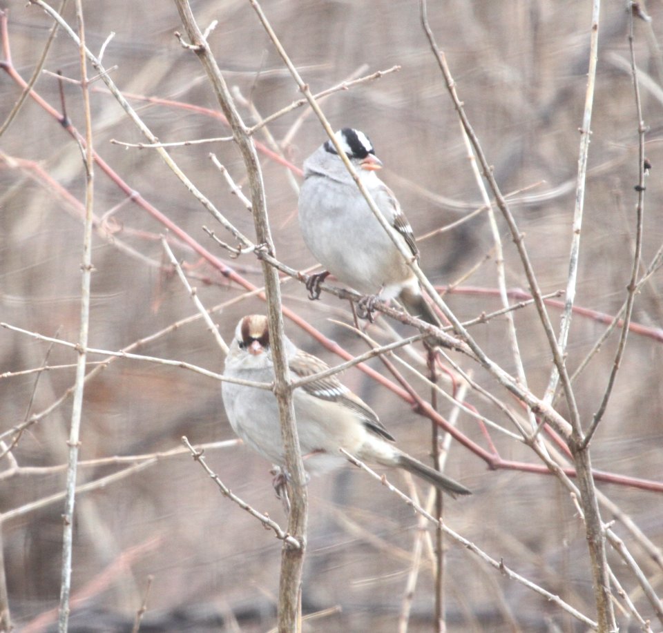 IMG 6018c White-crowned Sparrow Braidwood IL 12-14-2015