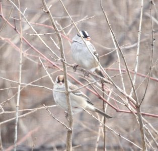 IMG 6018c White-crowned Sparrow Braidwood IL 12-14-2015