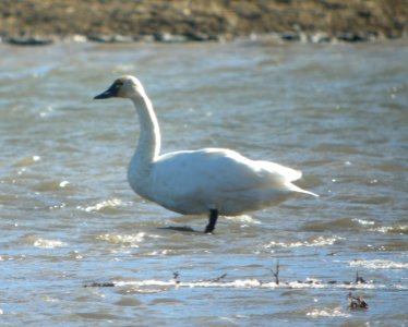 DSCN9312 Tundra Swan Watson Lake Yavapai Co AZ 12-26-2015