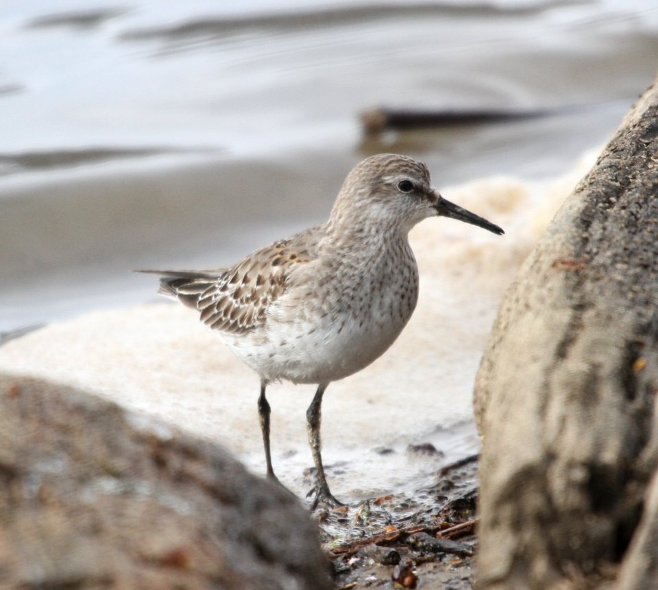 IMG 5632 c White-rumped Sandpiper LeVasseur Park- Perry Farm IL 11-23-2015