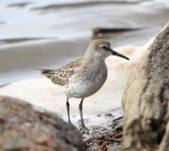 IMG 5632 c White-rumped Sandpiper LeVasseur Park- Perry Farm IL 11-23-2015
