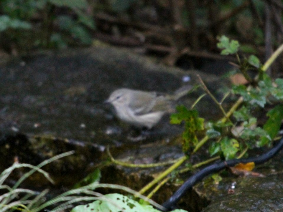 IMG 3397 c Cape May Warbler Hse Kankakee IL 9-30-2015