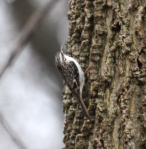 IMG 5752 c Brown Creeper Kankakee River SP IL 11-27-2015