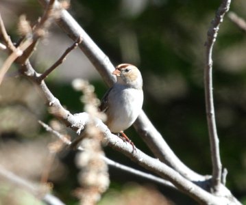 IMG 4807 c White-crowned Sparrow Perry Farm Park Kankakee Co IL 11-1-2015 photo