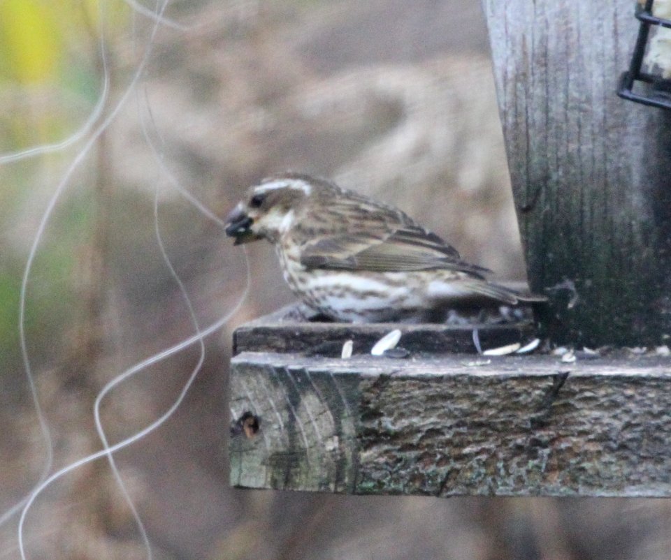 IMG 5368 c Purple Finch Hse Kankakee IL 11-18-2015