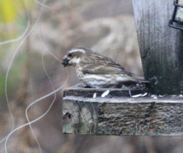 IMG 5368 c Purple Finch Hse Kankakee IL 11-18-2015