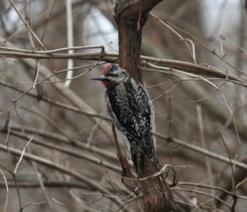 IMG 6057c Yellow-bellied Sapsucker Kankakee IL 12-17-2015