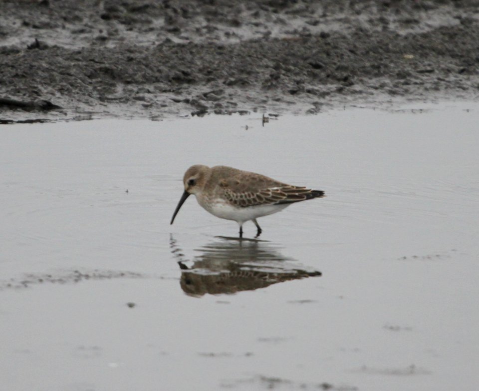 IMG 4407 c Dunlin Iroquois Co IL 10-23-2015