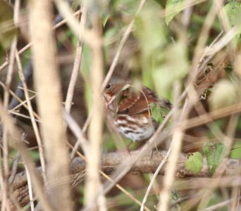 IMG 5686 c Fox Sparrow Kankakee River SP IL 11-24-2015