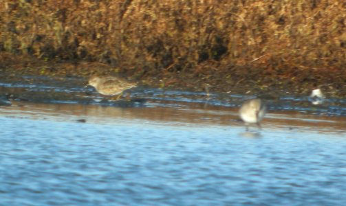 DSCN8865 c Least Sandpiper Iroquois Co IL 11-1-2015