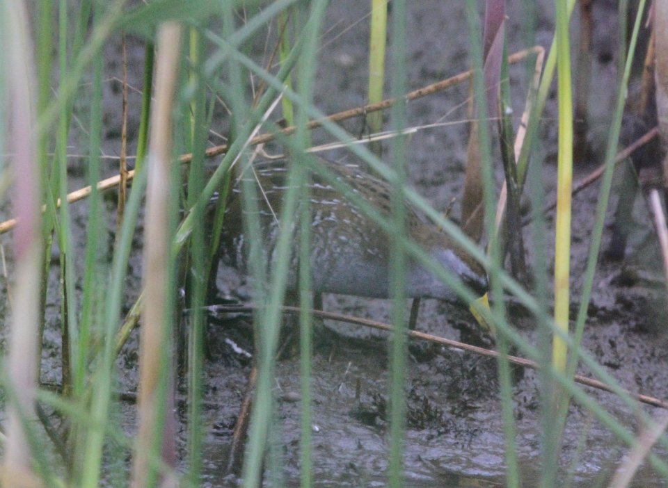 IMG 3533 c Sora TNC Kankakee Sands IN 10-5-2015