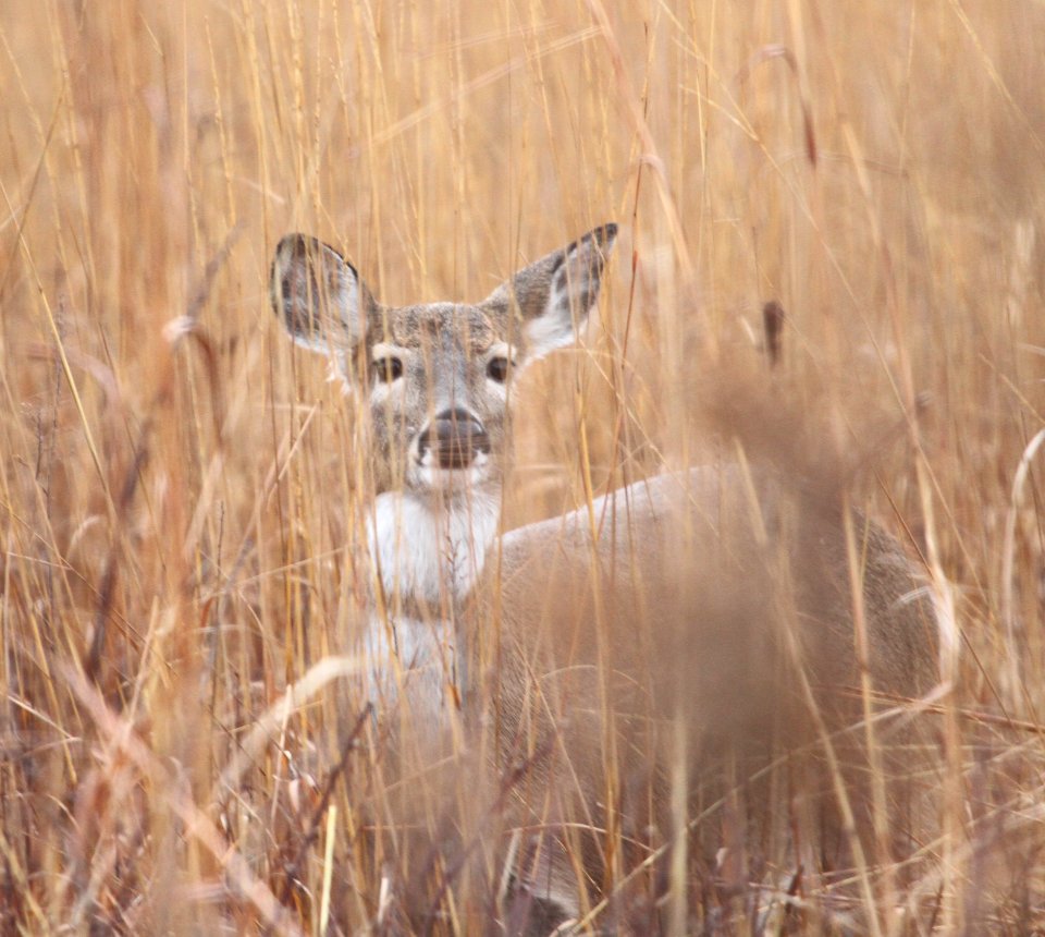 IMG 5819 c Wt Deer Perry Farm Kankakee Co IL 12-1-2015