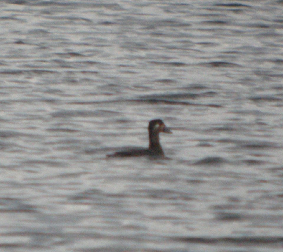 DSCN8771 c Surf Scoter Willow Slough FWA IN 10-22-2015